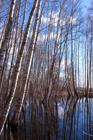 spring water in the birches forestの写真素材