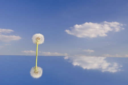 lonely dandelion clock on mirror and sky cloudsの写真素材
