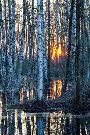 spring water flood in the forest and evening sunsetの写真素材