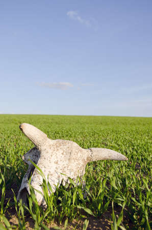 cow cranium in the spring crop field and skyの写真素材