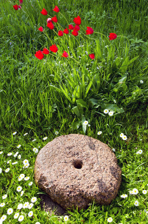 historical millstone in the spring garden and tulips