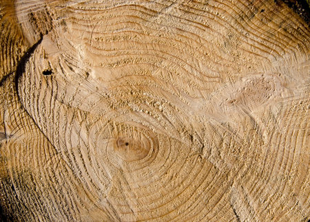 old fir cut background ant texture