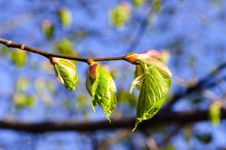 spring time  lime buds and leafの写真素材