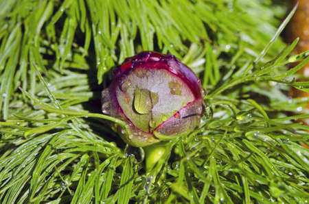 spring peony bud with rain water dropsの写真素材