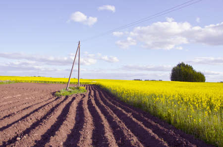 spring landscape with tillage and yellow rapes fieldの写真素材