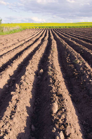 ploughed spring agriculture field for potatoesの写真素材