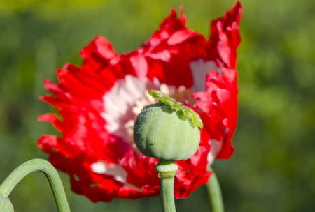 dewy poppy head and blossom in gardenの写真素材