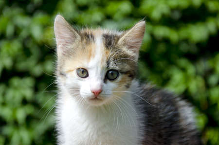 kitten portrait in summer gardenの写真素材
