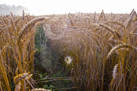 autumn crop fields with morning dewy spider-web and mist