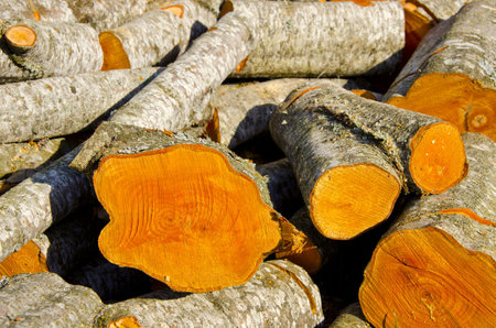 alder firewood in spring time