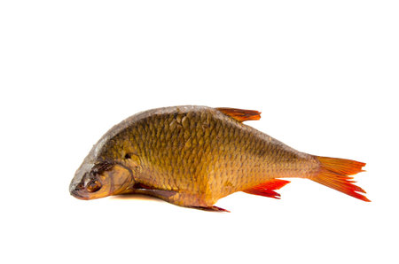 isolated on white background smoked fish roach
