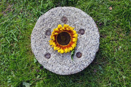 historical millstone on garden grass and sunflower blossom
