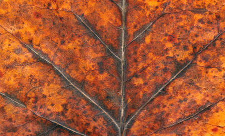 dry autumn tulip tree leaf background and textureの写真素材