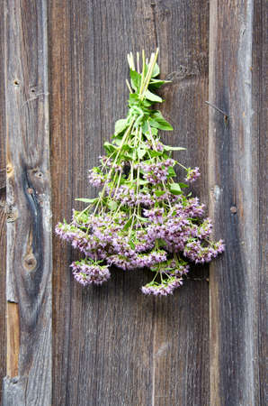 wild marjoram medical flowers bunch on old wooden house wallの写真素材
