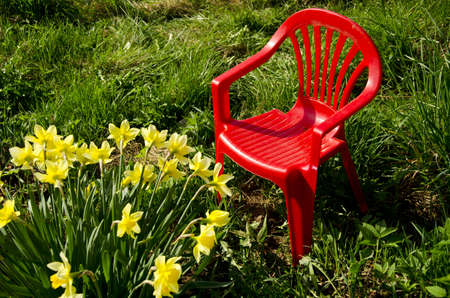 red children chair in garden on grass and spring narcissusの写真素材