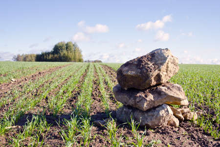autumn green crop field landscape with green sprouts and stonesの写真素材