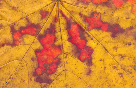 colorful autumn maple leaf macro background and texture