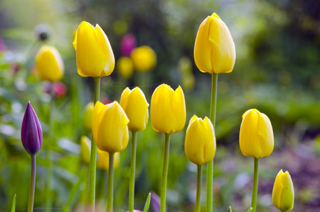 beautiful blur spring morning tulips in flower bed