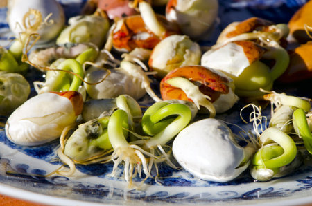 fresh spring time bean sprouts in plate
