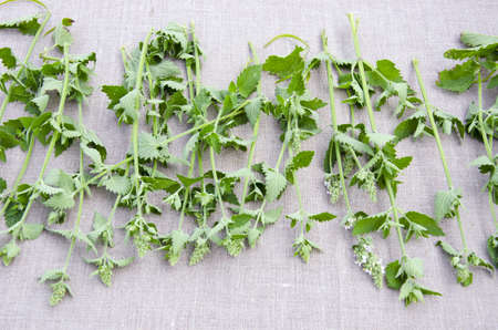 fresh medical lemon-balm herbs on linen ecological clothの写真素材