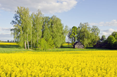 rural landscape with barn and yellow rapes field