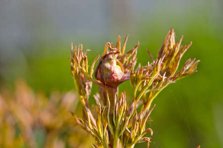 fresh peony bud in spring morning sunlightの写真素材