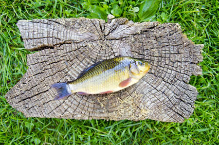 fish crucian carp (Carassius carassius) on old wooden backgroundの写真素材