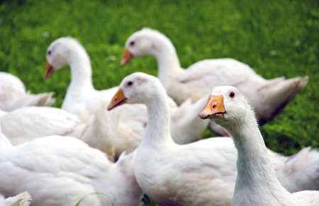 white domestic gooses group in farmの写真素材