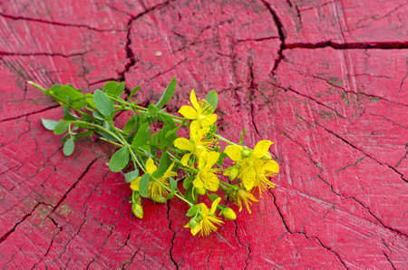 Common St. Johnswort medical flower ( tutsan ) on red wooden backgroundの写真素材