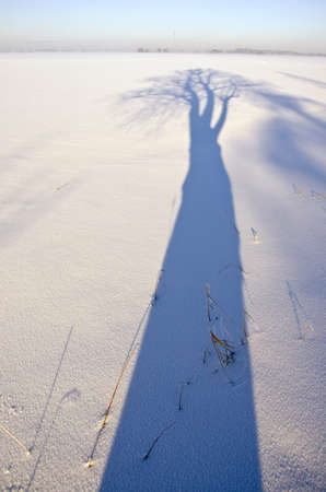 beautiful blue winter tree shadow on morning snowの写真素材