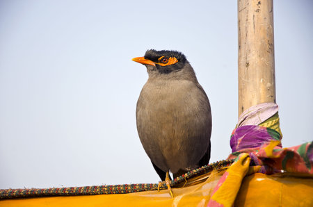  Bird  Common Myna  (Acridotheres) in India