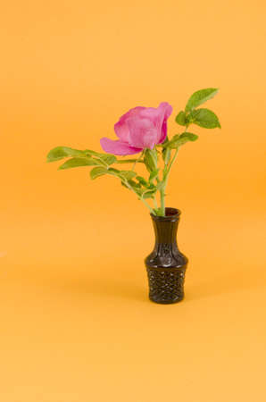 brier wild rose flower in small vase on yellow backgroundの写真素材
