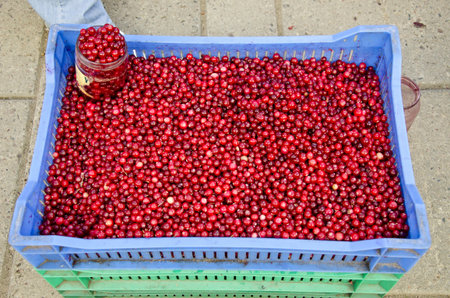 fresh cranberries fruits in market plastic box