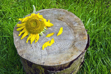sunflower blossom head on tree stump in farmの写真素材