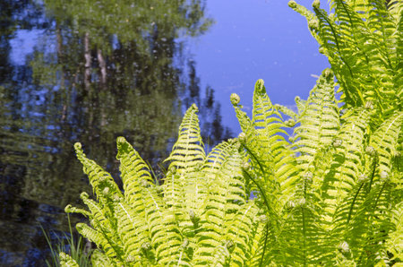 young spring fern group near lake の写真素材