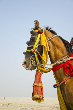 horse with colorful bridle in Varanasi,Indiaの写真素材
