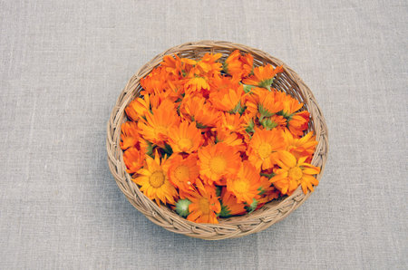 fresh calendula medical flowers in wicked basket on linen cloth