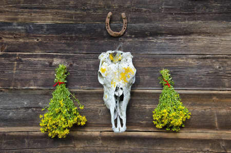 fresh medical herbs tutsan bunches and horse cranium with horseshoe on old wooden farm wallの写真素材