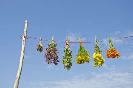various medical herb flowers bunches on string and blue sky background. Herbal medicineの写真素材
