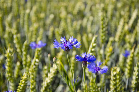 blue summer cornflowers on green wheat fieldの写真素材