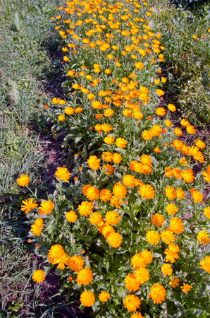 calendula medical herb Marigold flowers in summer flower bedの写真素材