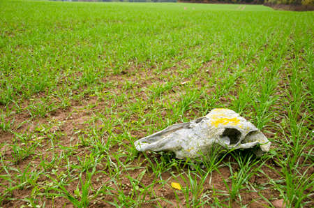 farm field landcsape with crop and horse cranium. Time conceptの写真素材