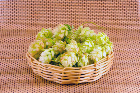 hop cones in wooden plate. Medical herb and beer ingredientの写真素材