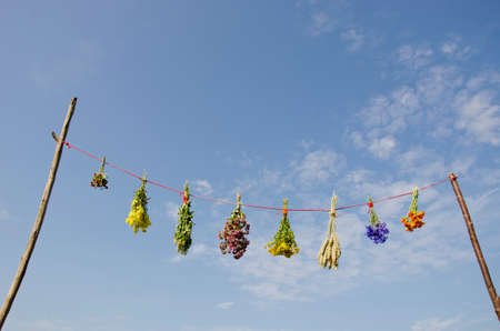 fresh variuos summer medical herbs bunches on string and sky. Herbal medicine conceptの写真素材
