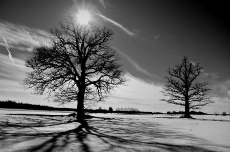 two oaks on winter field. Black and white landscapeの写真素材