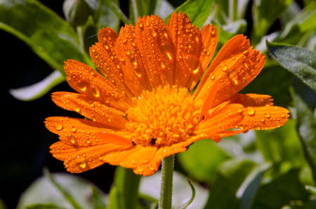 beautiful medical herb calendula marigold summer dewy blossomの写真素材