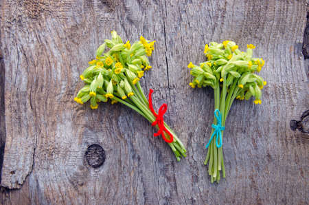 two fresh Common Cowslip( Primula veris) medical flowers bunch on old wooden backgroundの写真素材