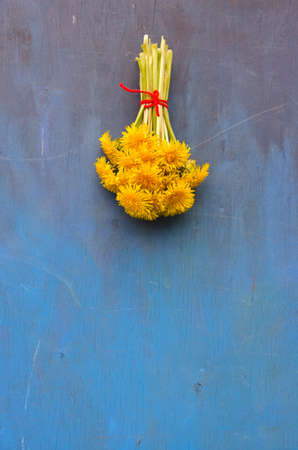 fresh dandelion flower bunch on blue wooden wall. Healthy lifeの写真素材