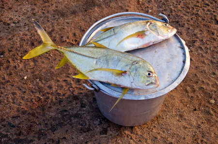 fresh fish after fishing  in market on beach, Indiaの写真素材
