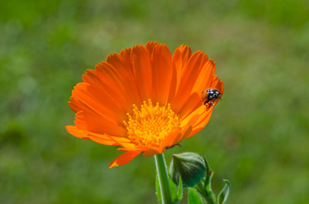 luck symbol ladybird ladybug on fresh medical calendula marigold flower